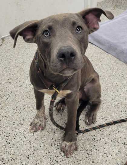 Shelter Stray Male Dog last seen Near Wayne, 64131, MO, 7077 Elmwood Ave, Kansas City, MO 64132, USA