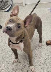 Shelter Stray Female Dog last seen Near Wayne, 64131, MO, 7077 Elmwood Ave, Kansas City, MO 64132, USA