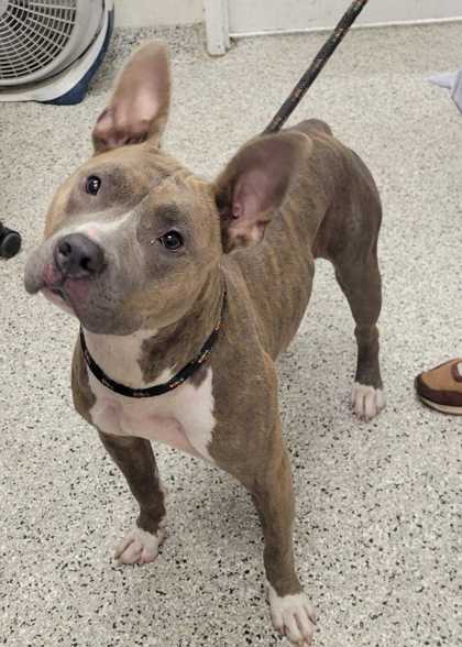Shelter Stray Female Dog last seen Near Wayne, 64131, MO, 7077 Elmwood Ave, Kansas City, MO 64132, USA
