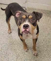 Shelter Stray Female Dog last seen Pink Hill and 7 Hwy, Outside Jurisdiction, MO, 7077 Elmwood Ave, Kansas City, MO 64132, USA