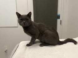 Shelter Stray Male Cat last seen Near Royal Way, KCMO, 64129, 64129, MO, 7077 Elmwood Ave, Kansas City, MO 64132, USA