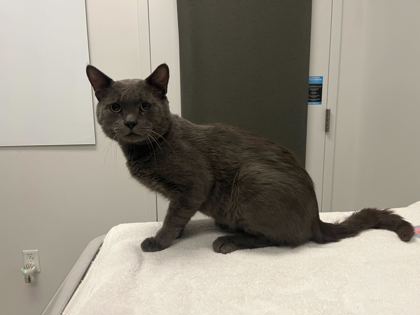 Shelter Stray Male Cat last seen Near Royal Way, KCMO, 64129, 64129, MO, 7077 Elmwood Ave, Kansas City, MO 64132, USA