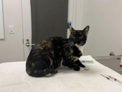 Shelter Stray Female Cat last seen Near Jefferson, 64105, MO, 7077 Elmwood Ave, Kansas City, MO 64132, USA