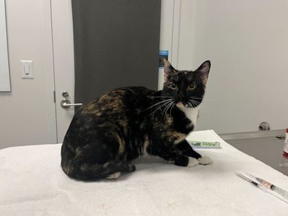 Shelter Stray Female Cat last seen Near Jefferson, 64105, MO, 7077 Elmwood Ave, Kansas City, MO 64132, USA
