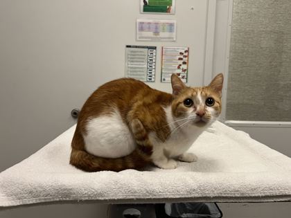 Shelter Stray Female Cat last seen Near Jefferson, 64105, MO, 7077 Elmwood Ave, Kansas City, MO 64132, USA