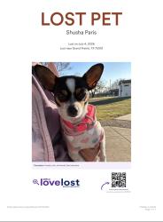 Lost Female Dog last seen Marshall and belt line rd., Grand Prairie, TX 75051