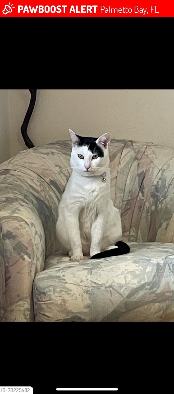 Lost Male Cat last seen Near sw 74th ct, Palmetto Bay, FL 33157