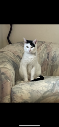 Lost Male Cat last seen Near sw 74th ct, Palmetto Bay, FL 33157