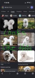 Found/Stray Unknown Dog last seen Between celebration square and kariya drive, Mississauga, ON 