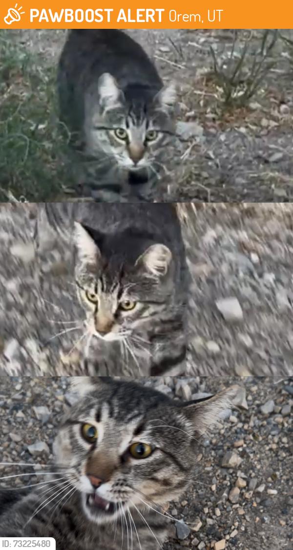 Found/Stray Unknown Cat last seen Near E 1200 N Orem, UT 84097 United States, Orem, UT 84097