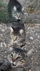 Found/Stray Unknown Cat last seen Near E 1200 N Orem, UT 84097 United States, Orem, UT 84097