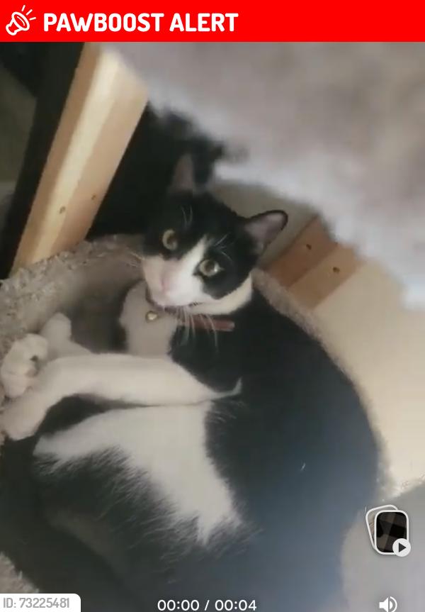 Lost Male Cat last seen Near CA-12, Burson, CA 95225, Calaveras County, CA 95252