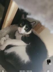 Lost Male Cat last seen Near CA-12, Burson, CA 95225, Calaveras County, CA 95252