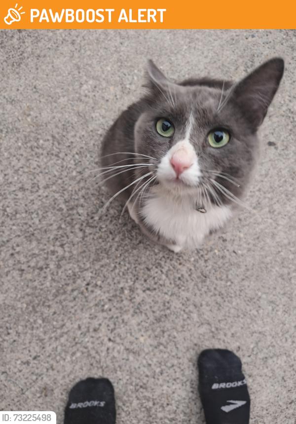 Found/Stray Male Cat last seen 240th and 59th Pl, Mountlake Terrace, WA 98043