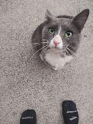 Found/Stray Male Cat last seen 240th and 59th Pl, Mountlake Terrace, WA 98043