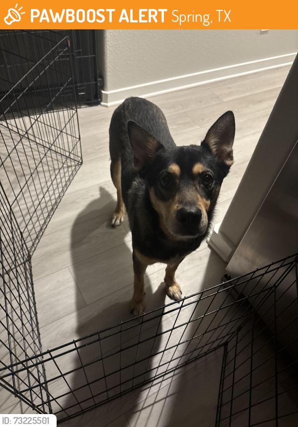 Found/Stray Male Dog last seen Breckenridge Neighborhood, in the back, in Spring, Spring, TX 77373
