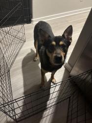 Found/Stray Male Dog last seen Breckenridge Neighborhood, in the back, in Spring, Spring, TX 77373