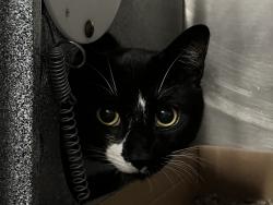 Shelter Stray Male Cat last seen e 110 st & lex, NEW YORK, NY, 10016, 326 E 110th St, New York, NY 10029, USA