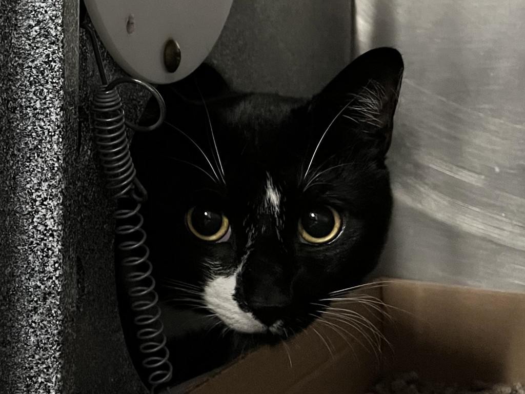 Shelter Stray Male Cat last seen e 110 st & lex, NEW YORK, NY, 10016, 326 E 110th St, New York, NY 10029, USA