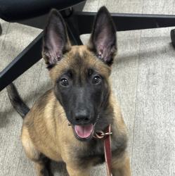 Shelter Stray Female Dog last seen Near Ocena Gate Lane, San Diego, CA, 92154, 5500 Gaines St, San Diego, CA 92110, USA
