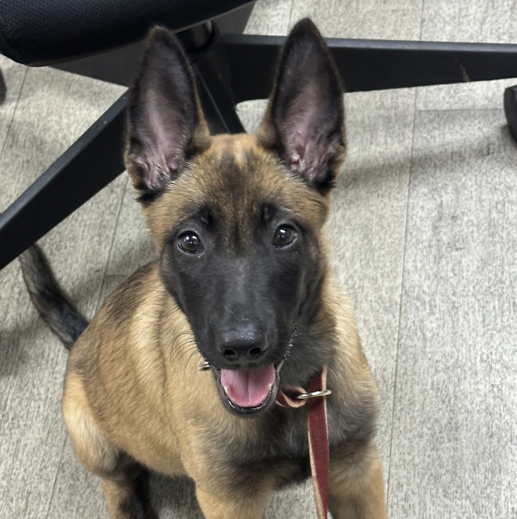 Shelter Stray Female Dog last seen Near Ocena Gate Lane, San Diego, CA, 92154, 5500 Gaines St, San Diego, CA 92110, USA