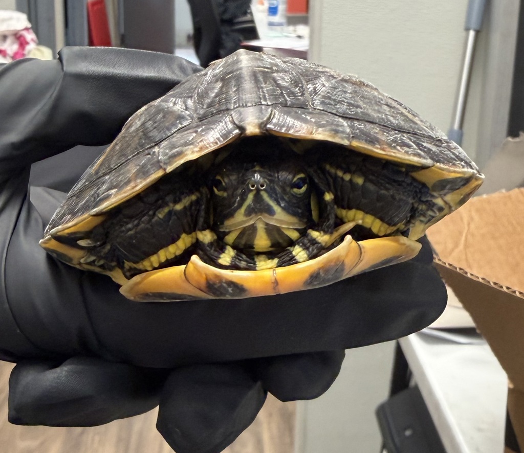 Shelter Stray Unknown Reptile last seen Balboa Avenue, San Diego, CA, 92117, 5500 Gaines St, San Diego, CA 92110, USA