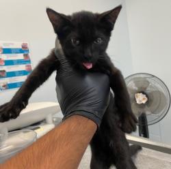 Shelter Stray Male Cat last seen Hemlock Street, San Diego, CA, 92113, 5500 Gaines St, San Diego, CA 92110, USA