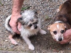 Found/Stray Female Dog last seen Rocky Branch Park, Belmont, NC 28012
