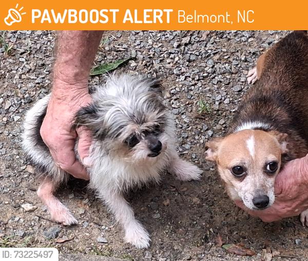 Found/Stray Female Dog last seen Rocky Branch Park, Belmont, NC 28012