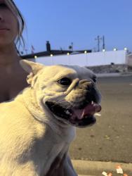 Reunited Male Dog last seen Church avenue and Temple Streer, Highland, CA 92346