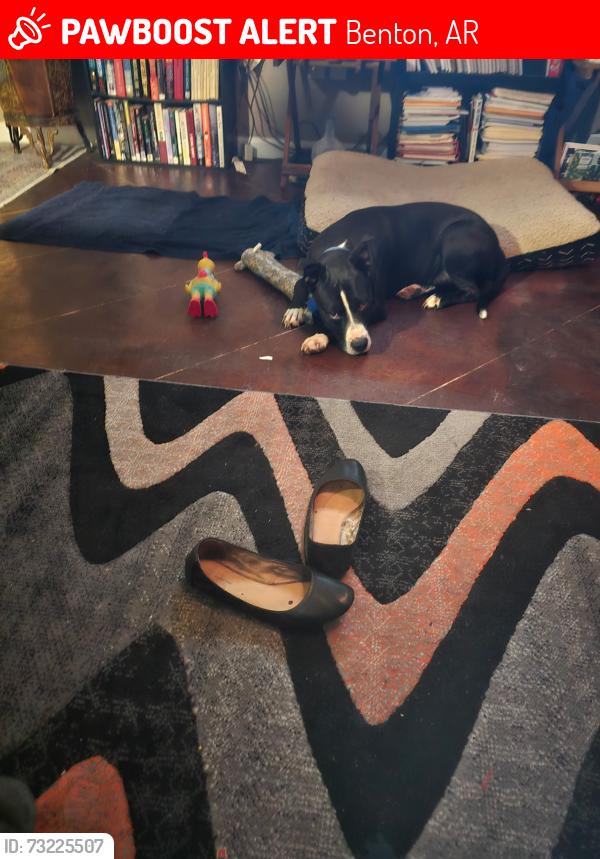 Lost Male Dog last seen At Sagecrest Rd in Benton, Benton, AR 72015