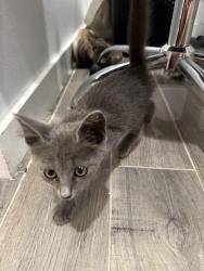 Found/Stray Unknown Cat last seen Sailfish circle, sailfish drive, Destin, FL 32541