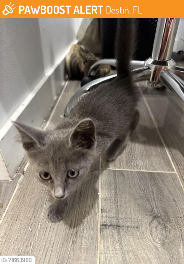Found/Stray Unknown Cat last seen Sailfish circle, sailfish drive, Destin, FL 32541