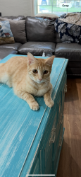Lost Female Cat last seen Peavy & Kilarney Dr, Dallas, TX 75218