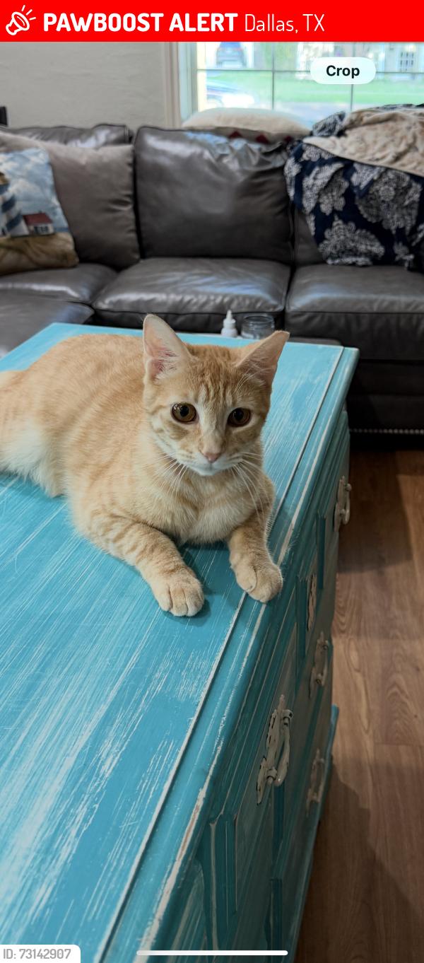 Lost Female Cat last seen Peavy & Kilarney Dr, Dallas, TX 75218