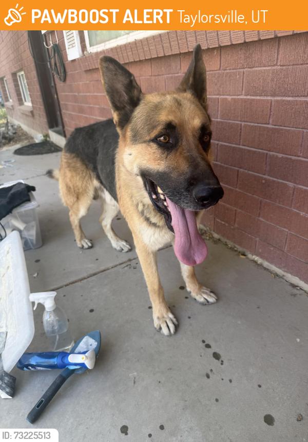 Found/Stray Male Dog last seen Ebony Ave & Teakwood, Taylorsville, UT 84123