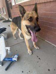 Found/Stray Male Dog last seen Ebony Ave & Teakwood, Taylorsville, UT 84123