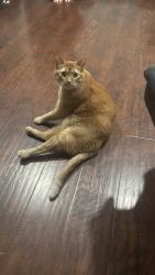 Reunited Male Cat last seen Cottage Dr. & Everman Park, Woodland, CA 95695