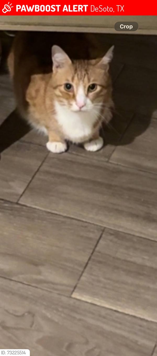 Lost Male Cat last seen Alley, DeSoto, TX 75115
