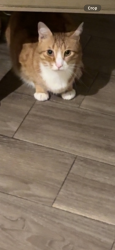 Lost Male Cat last seen Alley, DeSoto, TX 75115
