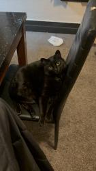 Reunited Male Cat last seen Clark street, may street, Oakland Ave, Lansing, MI 48906