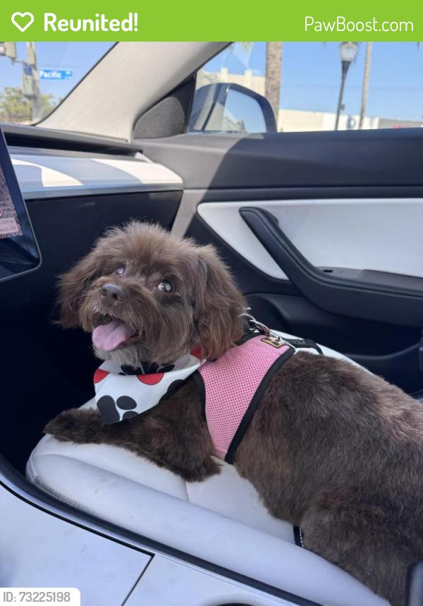Reunited Female Dog last seen Gaviota Ave and Bixby, Long Beach, CA 90807