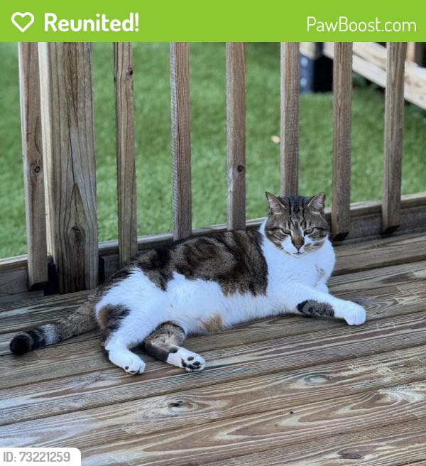 Reunited Female Cat last seen Near Kriss Ln, Jupiter, FL 33458, USA, Jupiter, FL 33458
