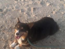 Reunited Male Dog last seen Stark Lane, Huntley Hills Subd., Atlanta GA 30341, Atlanta, GA 30341