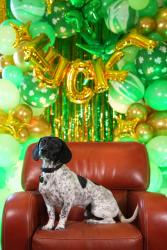 Lost Male Dog last seen Lucky’s, Hayward, CA 94541