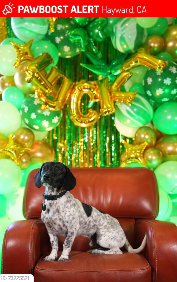 Lost Male Dog last seen Lucky’s, Hayward, CA 94541