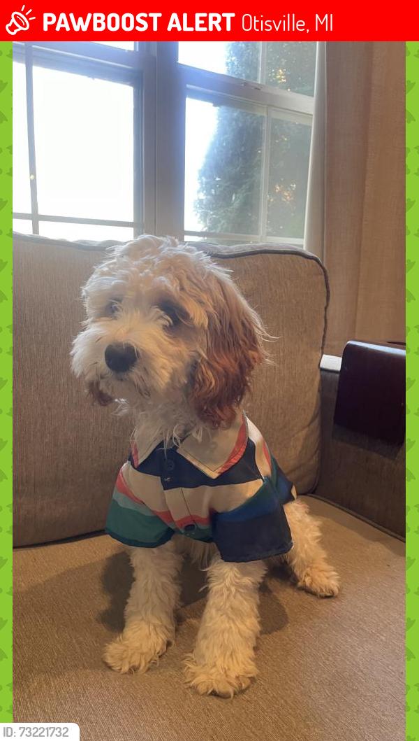 Lost Male Dog last seen Maybee, Westview, Pine Knob Ln, Clintonville, Genesee County, MI 48437