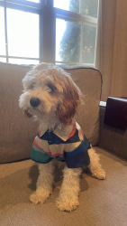 Lost Male Dog last seen Maybee, Westview, Pine Knob Ln, Clintonville, Genesee County, MI 48437