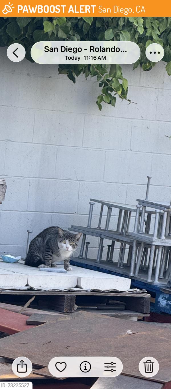 Found/Stray Unknown Cat last seen University Ave, San Diego, CA 92115