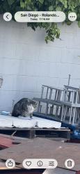 Found/Stray Unknown Cat last seen University Ave, San Diego, CA 92115